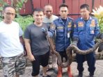 Ular Piton Besar Masuk Saluran Kamar Mandi, Warga Periuk Geger; Damkar UPT Periuk Sigap Lakukan Evakuasi